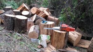 En plena cuarentena, detectan tala ilegal en una reserva forestal en el límite con El Bolsón