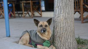 Pronóstico: ¡A abrigarse! La semana empieza fresca en la región