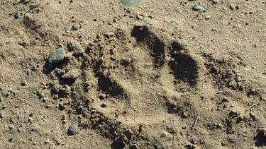 Los primeros reportes del puma ocurrieron el sábado. Foto ilustrativa.