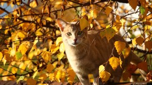 Pronóstico: la semana termina cálida y nubosa en la región