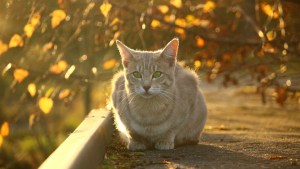 Pronóstico: la semana termina con nubes y algunas tormentas