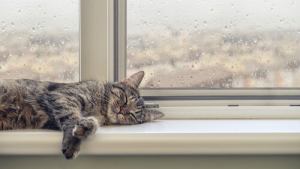 Pronóstico: la semana inicia con tormentas y chaparrones en la región