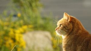 Pronóstico: se viene un jueves soleado y cálido en la región