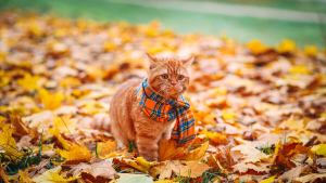 Pronóstico: llega un miércoles templado a la región