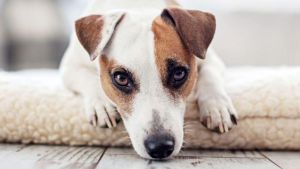 Pronóstico: martes nuboso, pero sin tormentas en la región