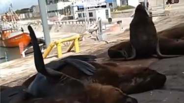 Los lobos marinos en las calles del puerto. Captura de video