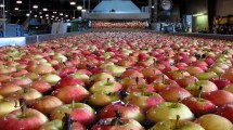 Imagen de Se desploman los valores para la manzana de exportación del Valle