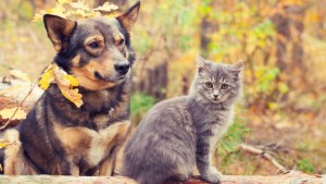 Pronóstico: martes fresco y nuboso en la región