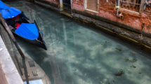 Imagen de Venecia: no cambió su fauna, pero ahora podemos verla