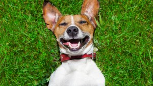 Pronóstico: abril termina con algo de nubosidad en la región