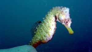 De delfines y ballenas a caballitos de mar, 10 fotos asombrosas en Las Grutas