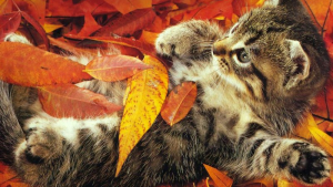 Pronóstico: jueves nuboso, pero agradable en la región