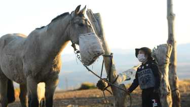 "Mira tío... ¡usa barbijo como yo!" dijo sorprendido Joaquín al ver al caballo con el morral en el norte neuquino. Foto: Martín Muñoz. 
