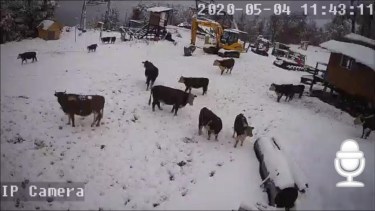 El cerro Perito Moreno, a 25 km de El Bolsón, ya recibió los primeros copos y tiene nuevo protocolo sanitario. Hay trabajos en marcha en la montaña para estar listo para abrir cuando las autoridades lo dispongan. Mientras tanto, las vacas que en el verano estaban en el plateau a 1.700 metros ya bajaron. 