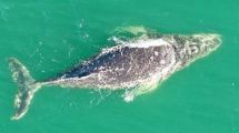 Imagen de Las Grutas: una ballena jorobada paseó a 200 metros de la costa
