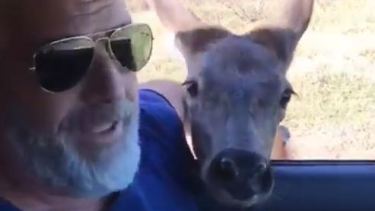 Germán Soto, habitante de Santa Rosa, se cruzó con un pequeño ciervo colorado que se dejó acariciar y metió la cabeza en la camioneta en un camino de tierra de La Pampa. 