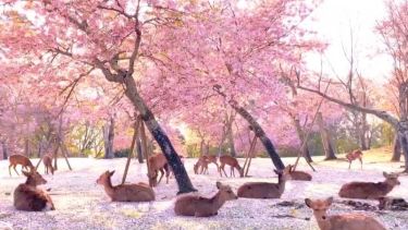 Los ciervos del Parque de Nara al sur del Japón descansan bajo los cerezos en flor. Captura de video.