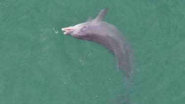 Las imágenes de los delfines persiguiendo un cardumen en Las Grutas fueron tomadas por Sebastián Leal con su drone. Vive frente a la costa.