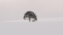 Imagen de Una solitaria araucaria en Villa Pehuenia: otro paisaje 18 años después