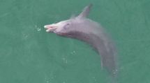 Imagen de «Delfines comiendo frente a casa» en Las Grutas: espectaculares imágenes desde un drone