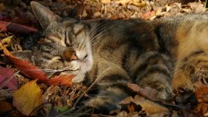 Pronóstico: así termina la semana en la región