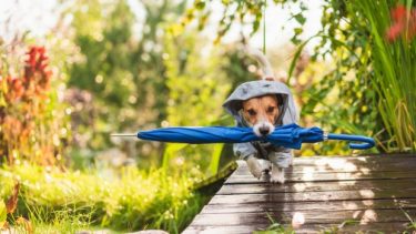 Pronóstico: la semana arranca tormentosa en la región