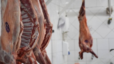 La carne de chivo dejará de ser estacional en las carnicerías neuquinas. Foto Florencia Salto