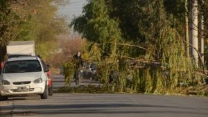 Cayó un árbol en Roca y generó daños materiales