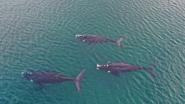 Las tres ballenas francas captadas hoy por un drone a unos 300 metros de la costa de Las Grutas, Río Negro, Patagonia. Foto: Sebastián Leal