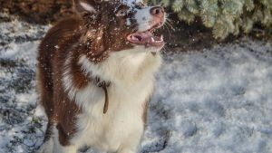 Pronóstico: se demoró pero&#8230; este miércoles será el primer día helado en la región