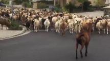 Imagen de Video: cientos de cabras invaden las calles de California