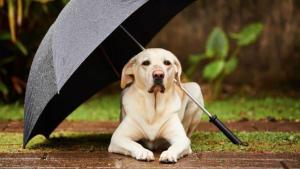 Pronóstico: ¿La semana arranca lluviosa en la región?