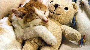 Pronóstico: junio arranca nuboso y frío en la región