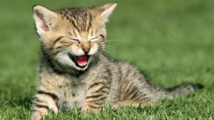 Pronóstico: ¿Sale el sol este martes?