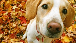 Pronóstico: así estará este miércoles en la región