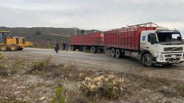 Un camión chileno que transportaba terneros volcó en la ruta 40