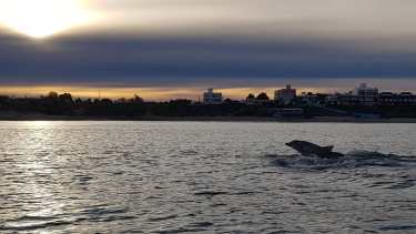 Belleza pura. Las piruetas de los delfines a metros de la costa en Las Grutas. Fotos de Sebastián Leal.