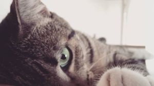 Pronóstico: así arranca la semana en la región