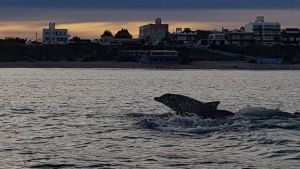 Volvían de bucear y se encontraron con estos delfines y sus piruetas en Las Grutas