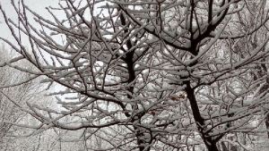 Video: mirá que belleza la nevada en Manzano Amargo