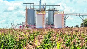 Biocombustibles: advierten que peligran 12.000 puestos de trabajo