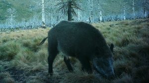 Detectan jabalíes con triquinosis en San Martín de los Andes