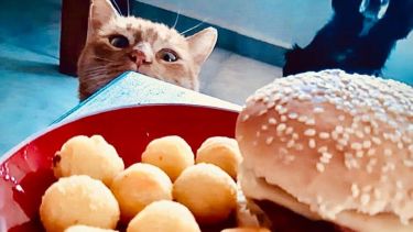 El invierno da más ganas de comer, según Chili (el gato) y Drama (la perra) desde Plottier. ¡Podés sumar la foto de tu mascota a través de las redes sociales!.-
