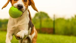 Pronóstico: el lunes llega con nubosidad en la región