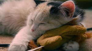 Alerta meteorológico por tormentas en la región