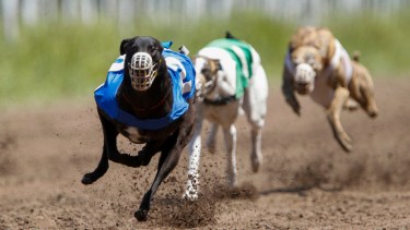 Carreras de galgos en Neuquén. (Archivo)