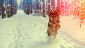 Pronóstico: se viene un martes helado a la región ¿y llegan las neviscas?