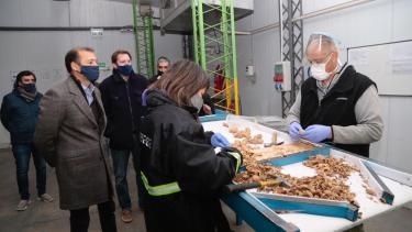 Durante 2019 se exportaron desde la provincia 100 toneladas de nueces. Foto: gentileza