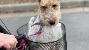 Pronóstico: así termina la semana en la región