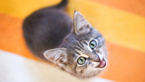 Pronóstico: el martes llega frío y nublado a la región